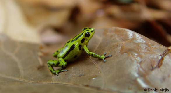Ranitomeya altobueyensis