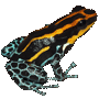 Ranitomeya amazonica