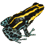 ranitomeya_amazonica_mala2