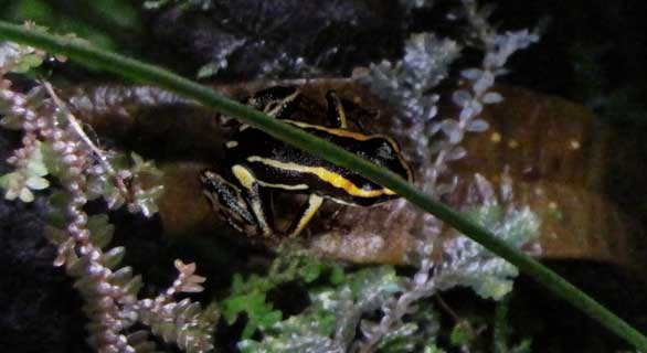 Ranitomeya claudiae