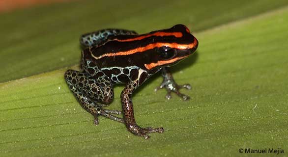 Ranitomeya duellmani
