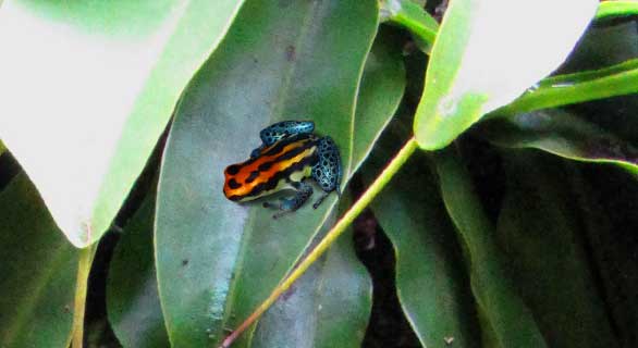 Ranitomeya uakarii