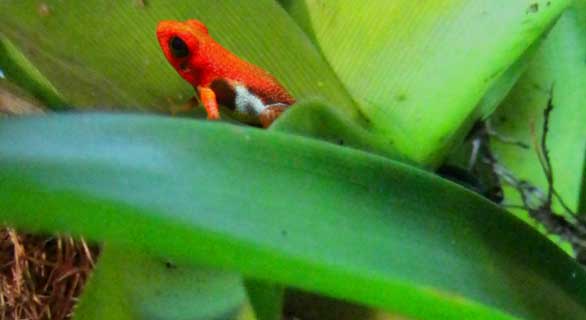 Ranitomeya virolinensis